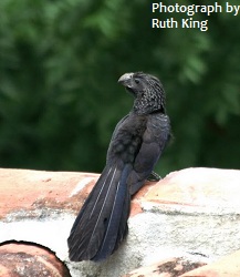 Groove-billed Ani